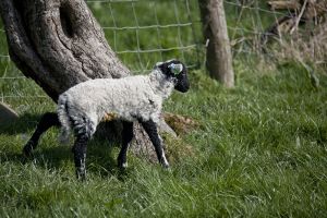 gorgeouse hindlethwaite lamb 5.jpg